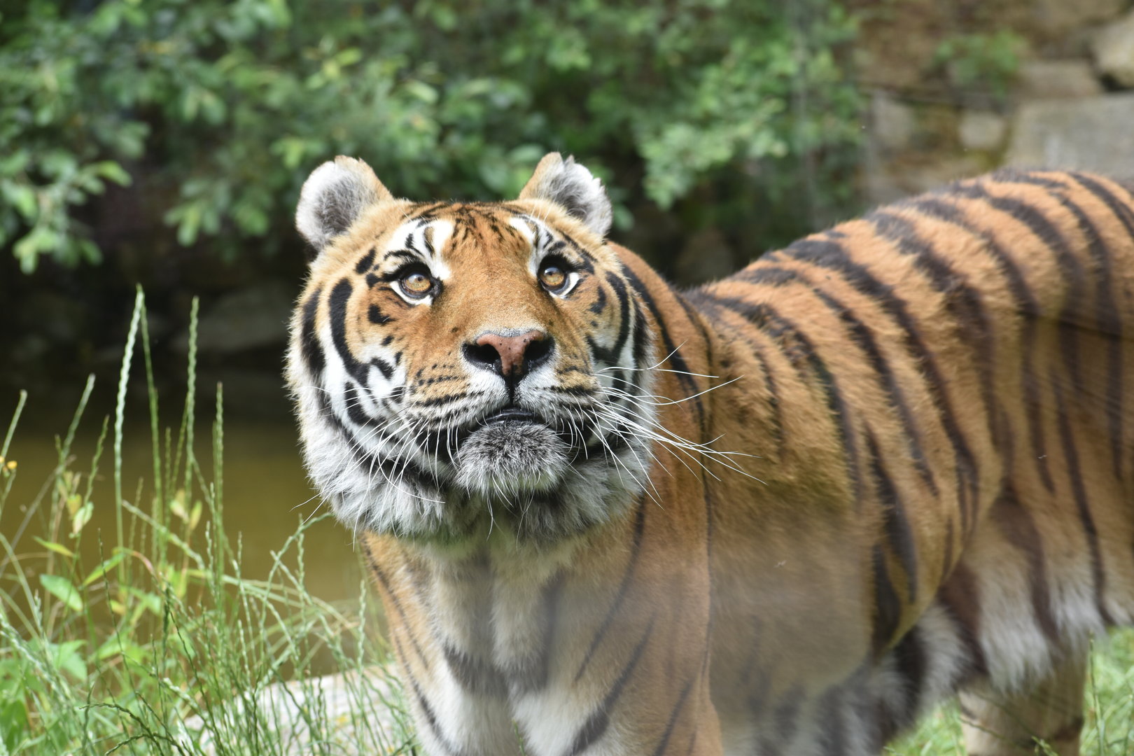 Tiger - Panthera tigris