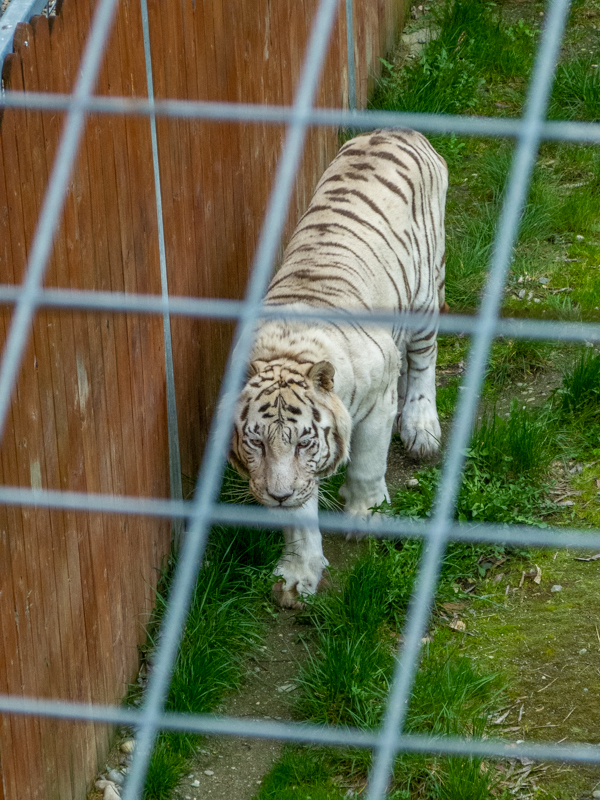 Tiger (Panthera tigris)