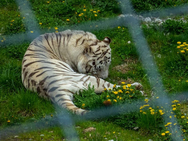 Tiger (Panthera tigris)