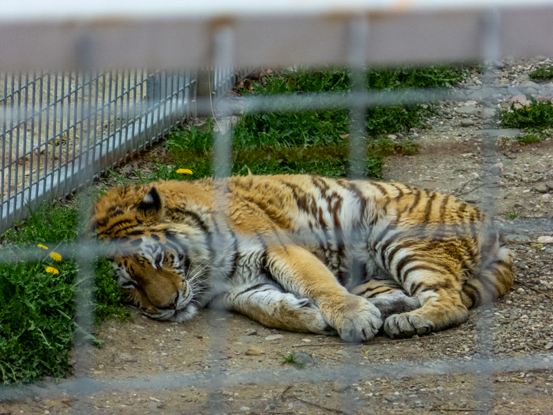 Tiger (Panthera tigris)