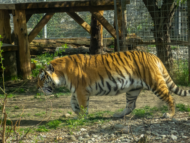 Tiger (Panthera tigris)