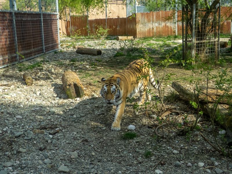 Tiger (Panthera tigris)