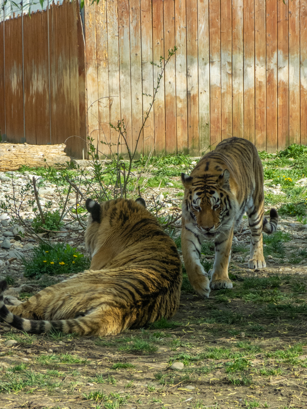 Tiger (Panthera tigris)