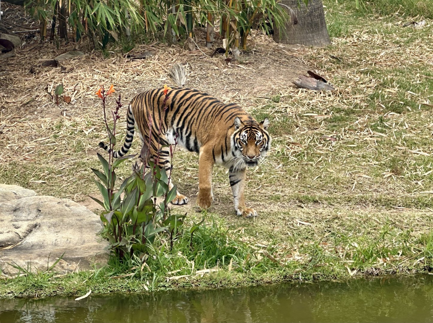 Tiger (Panthera tigris)