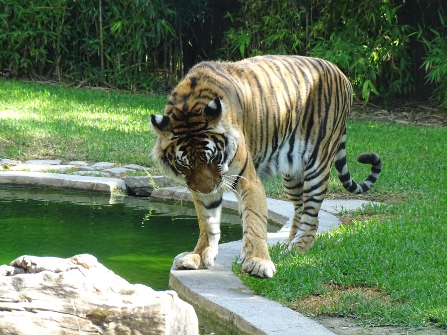 Tiger (Panthera tigris)
