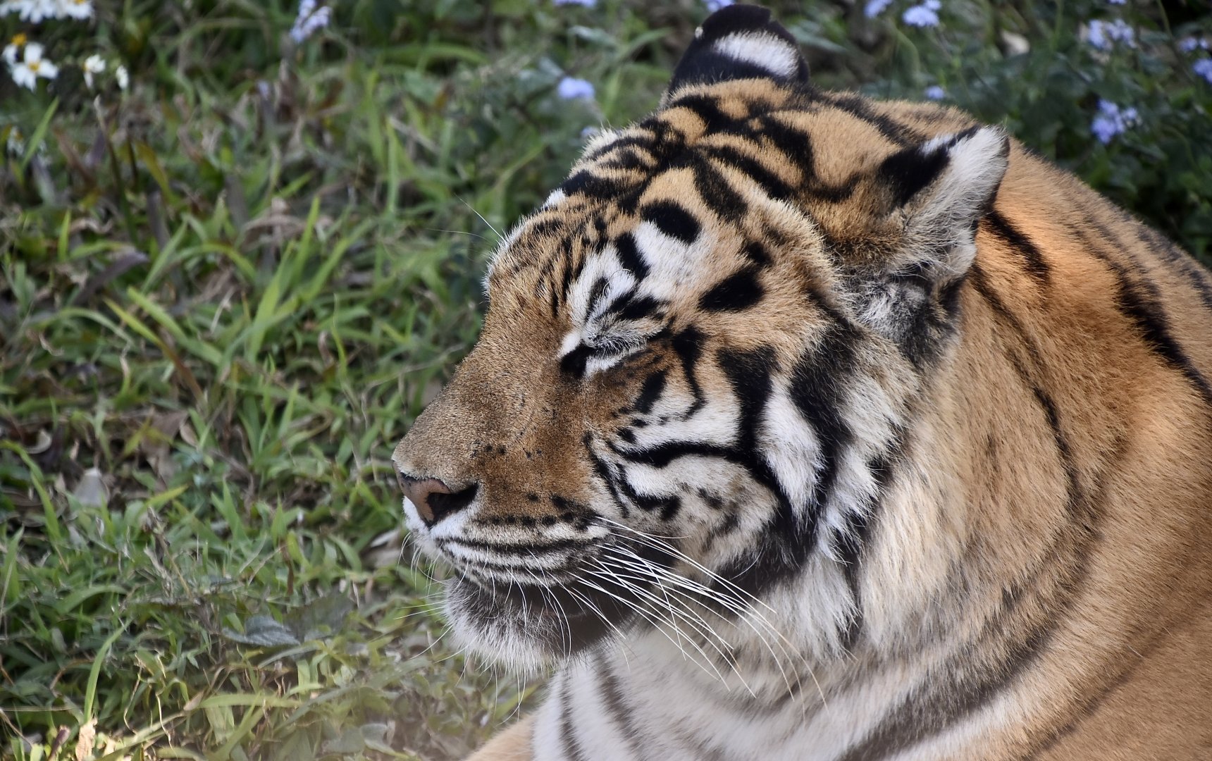 Tiger (Panthera tigris)