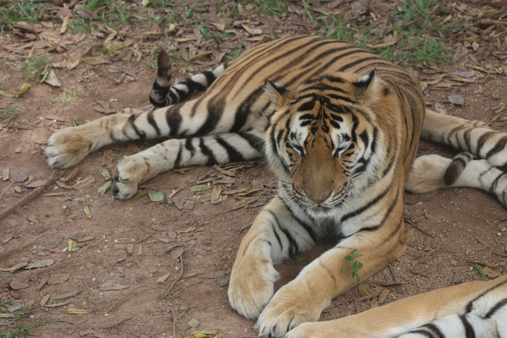 Tiger (Panthera tigris)