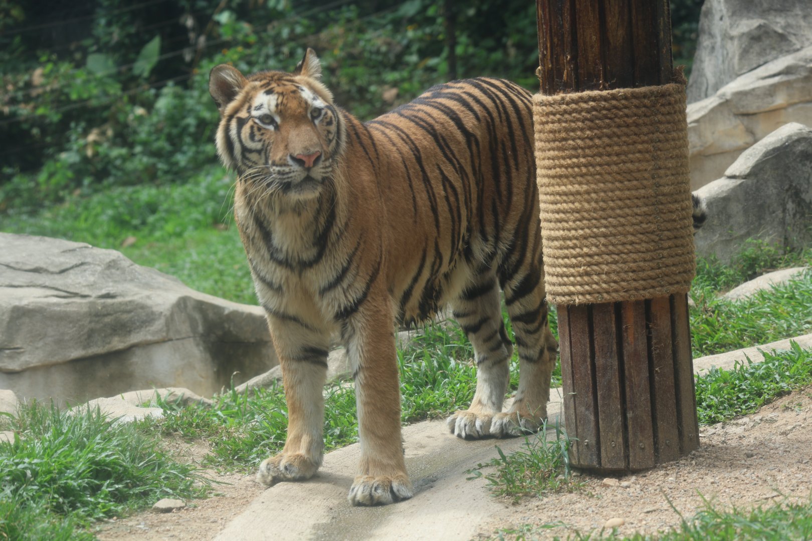 Tiger (Panthera tigris)