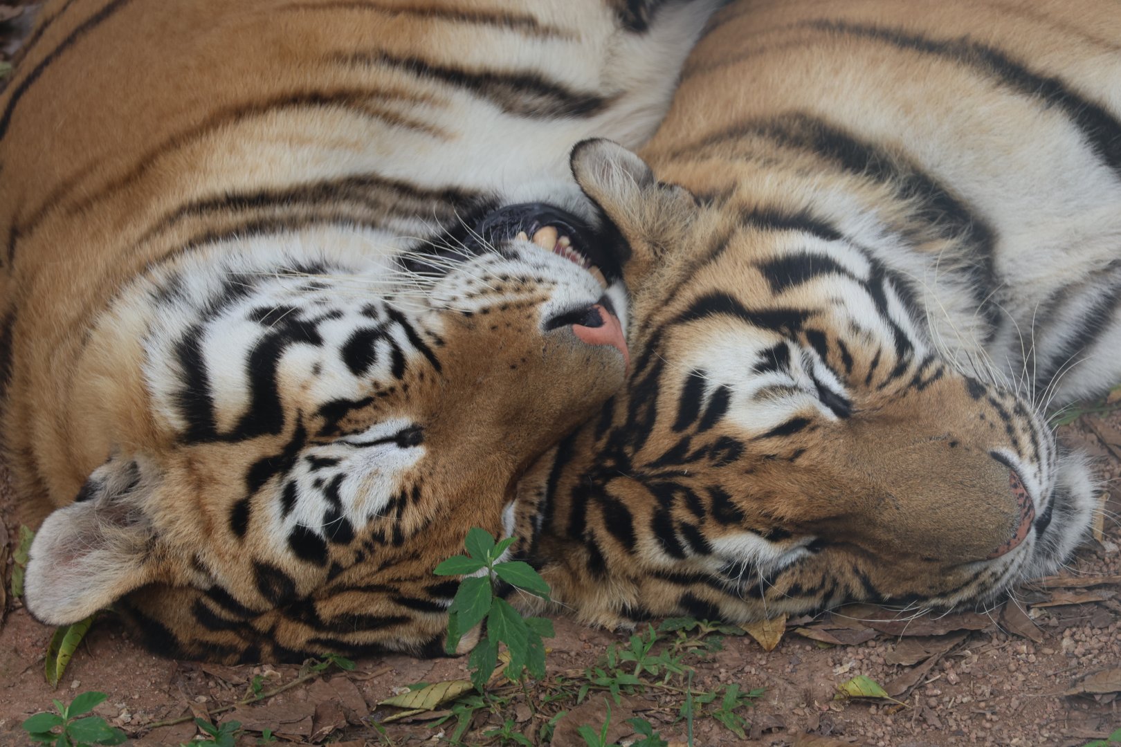 Tiger (Panthera tigris)
