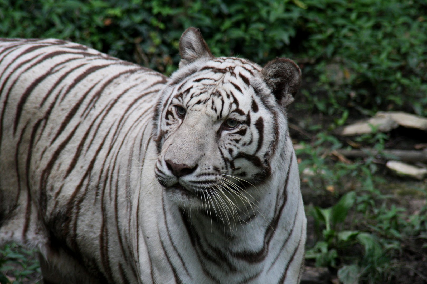 tiger (Panthera tigris)