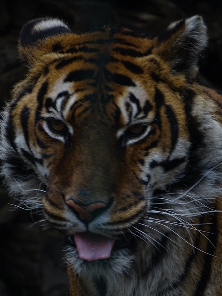 Tiger (Panthere tigris)