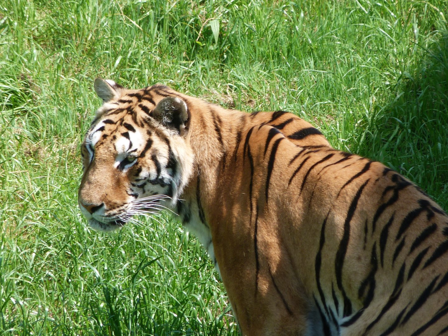 Tiger -Parque de la Naturaleza de Cabárceno (2025)