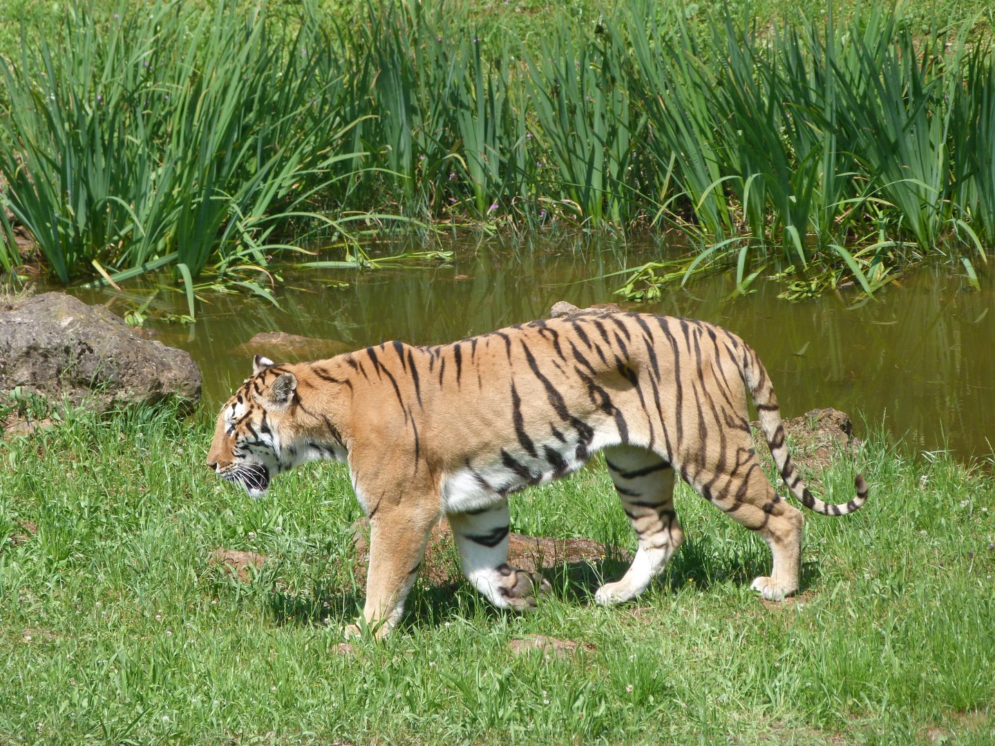 Tiger -Parque de la Naturaleza de Cabárceno (2025)