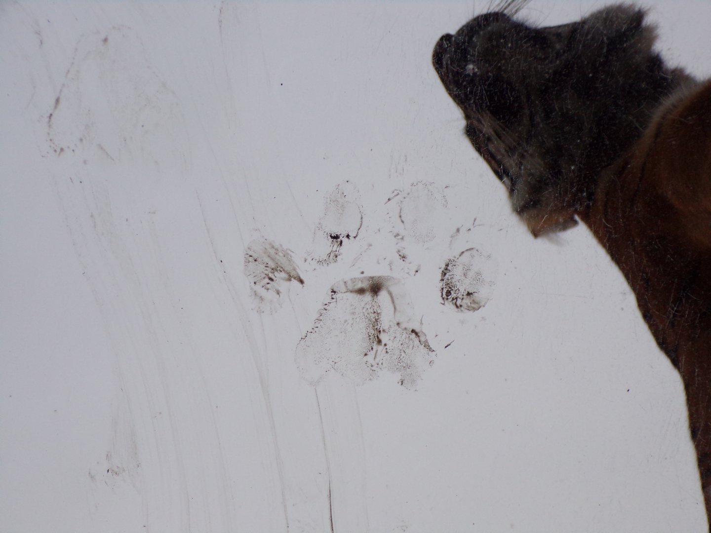 Tiger paw print 19.11.23