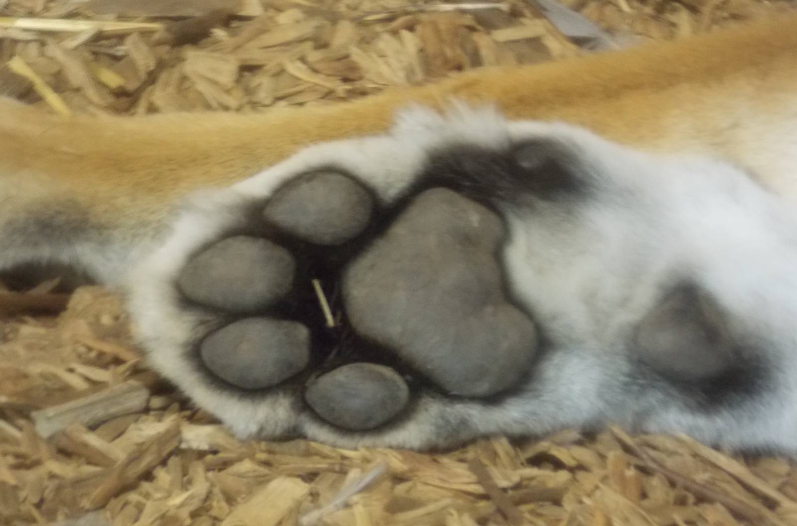 Tiger Paw