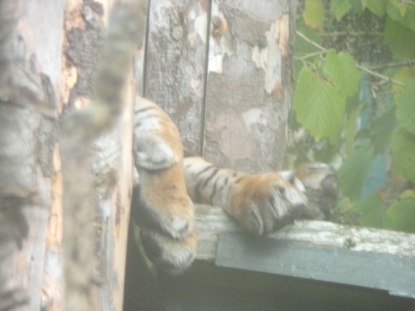 Tiger paws