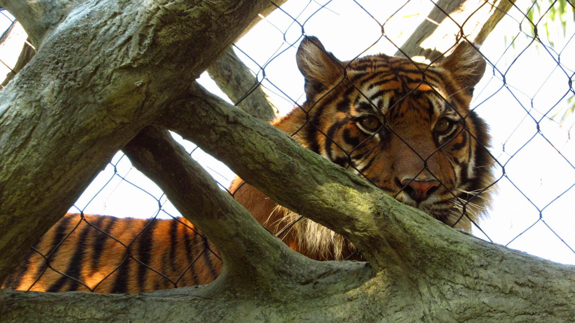 Tiger People Watching