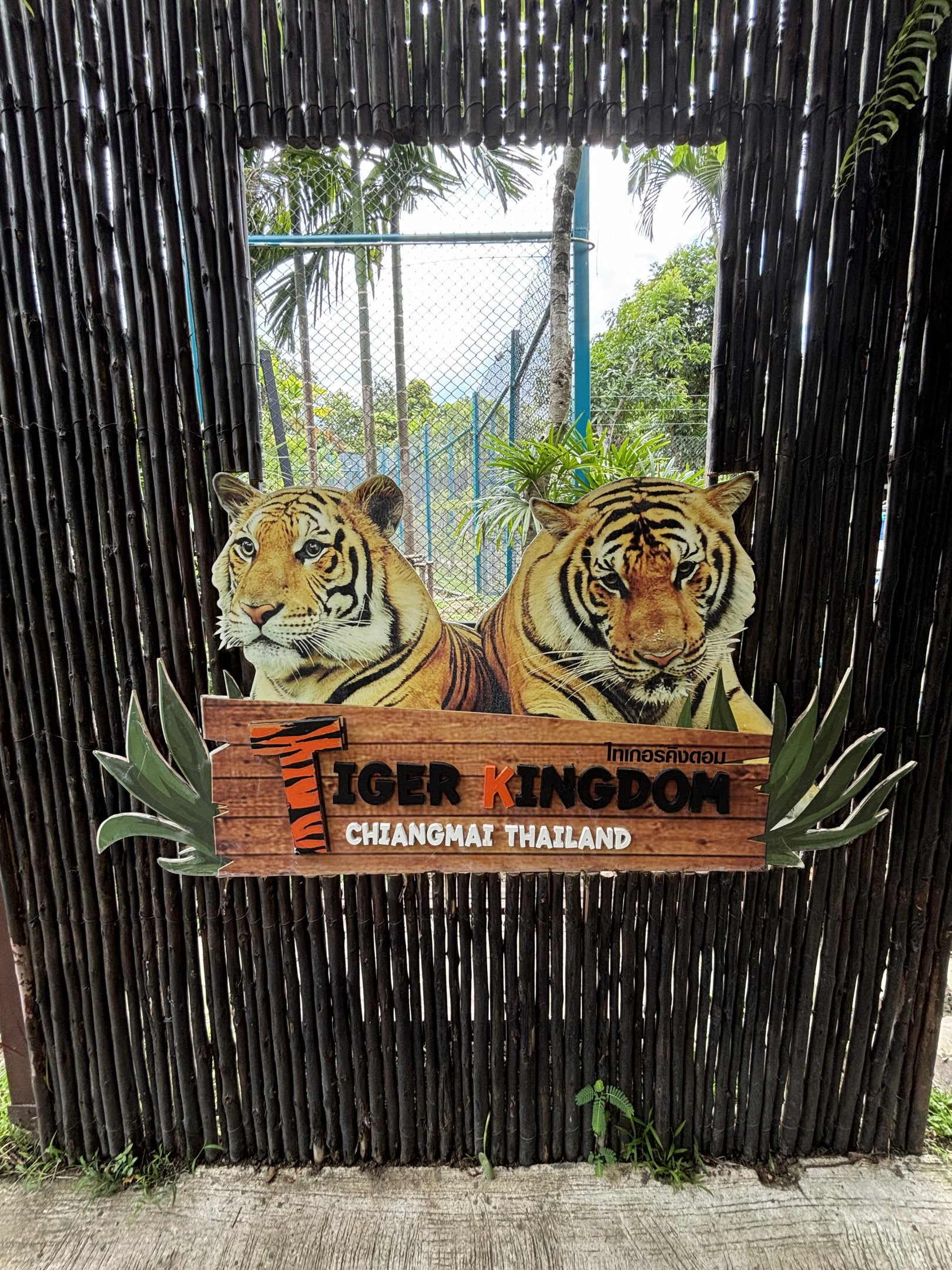 Tiger Photo Opportunity