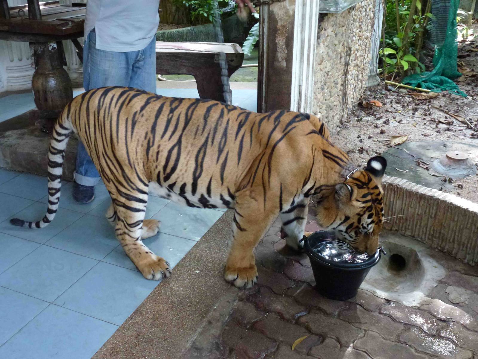 Tiger - photo prop, June 2013.