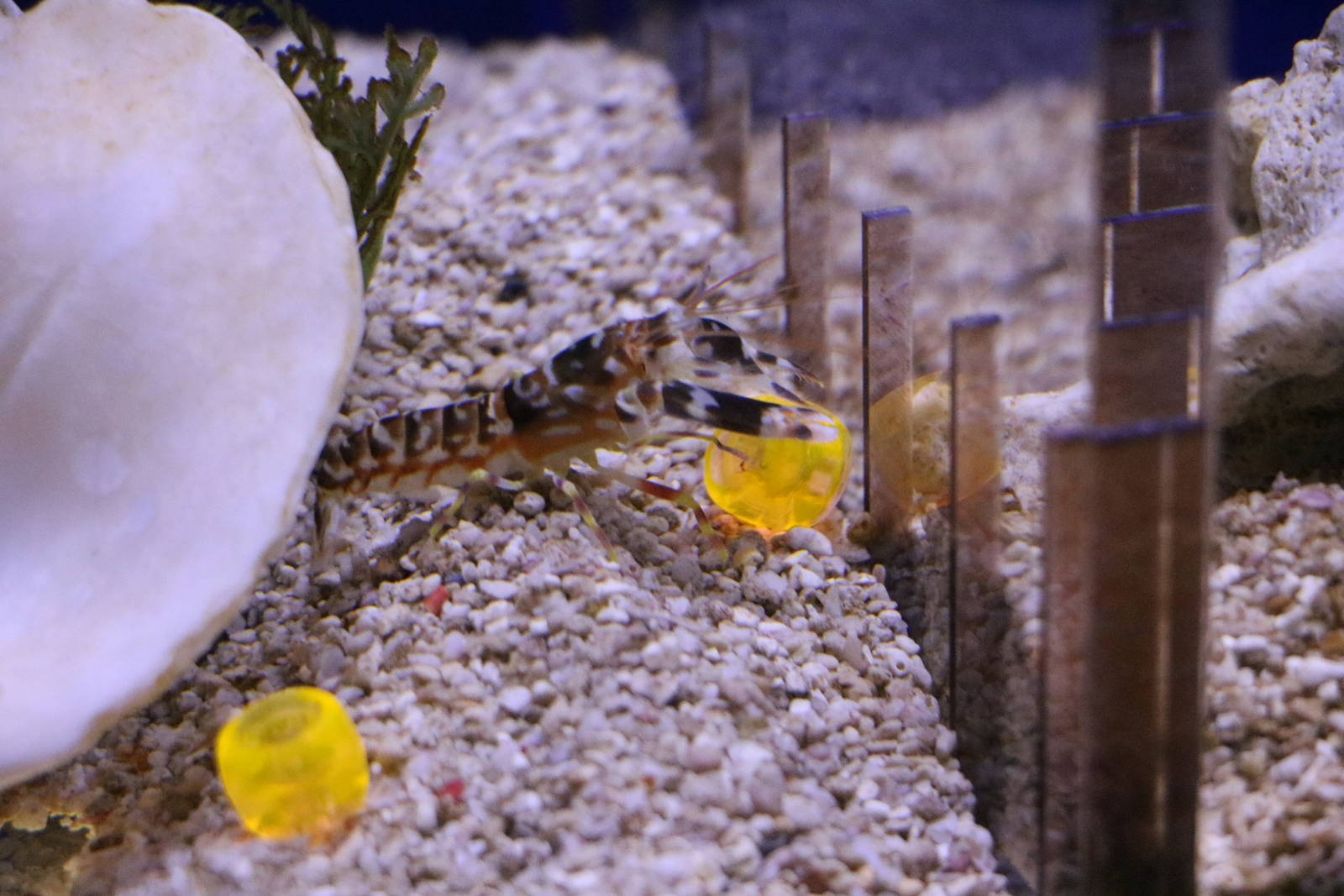 Tiger pistol shrimp- Tokyo Tower Aquarium, February 2016