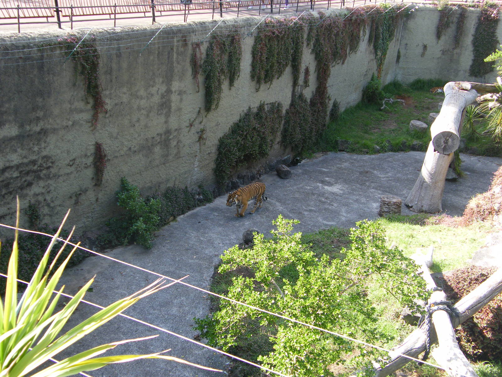 Tiger Pit