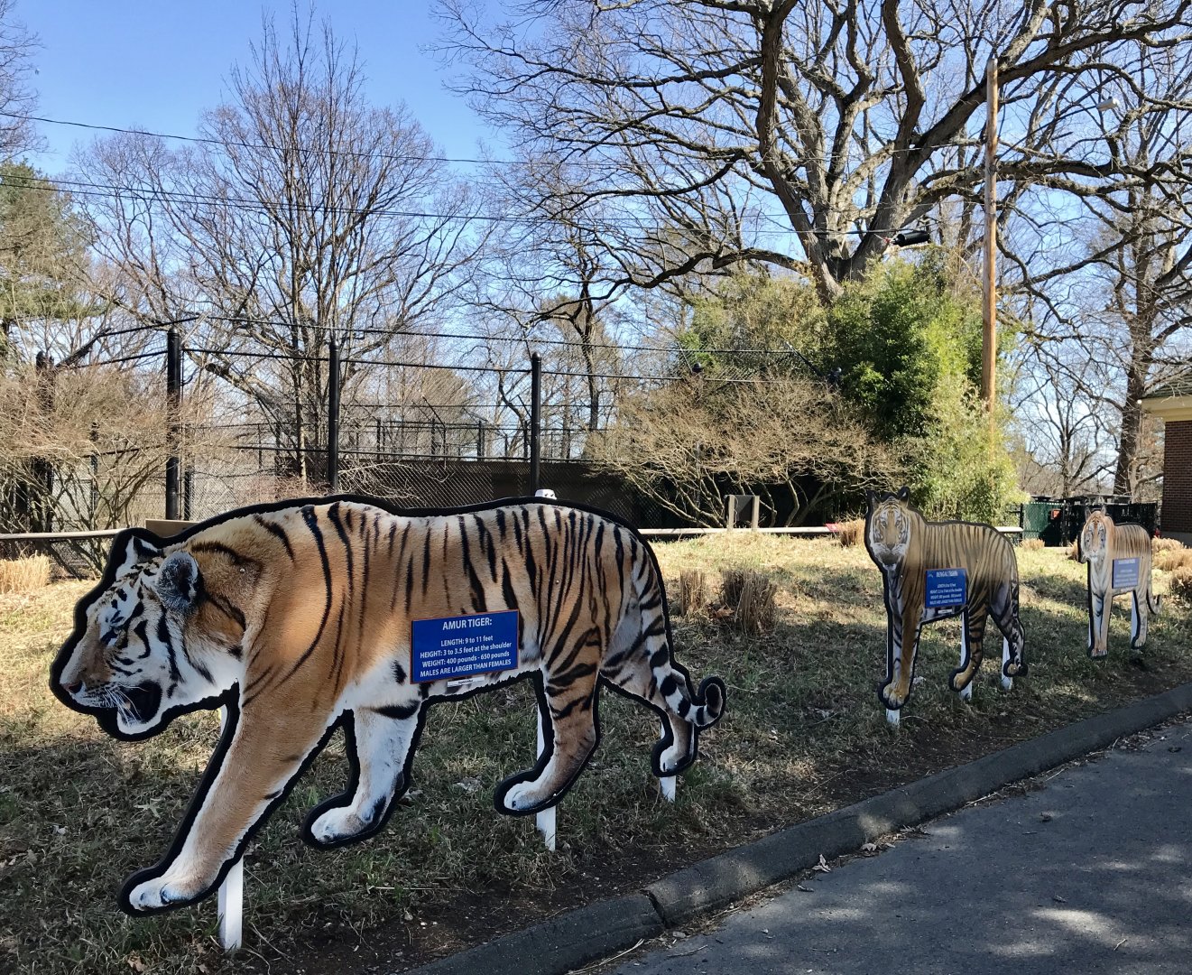 Tiger Placards comparing Amur, Bengal, and Sumatran Tigers