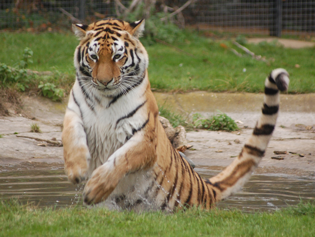 Tiger playing in water