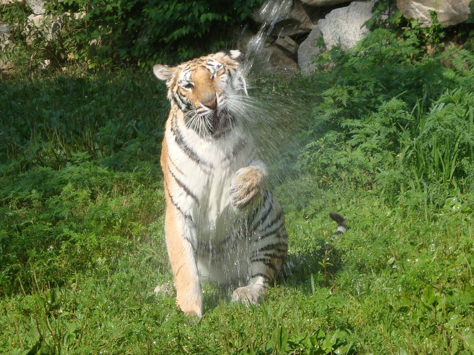 Tiger playing with water