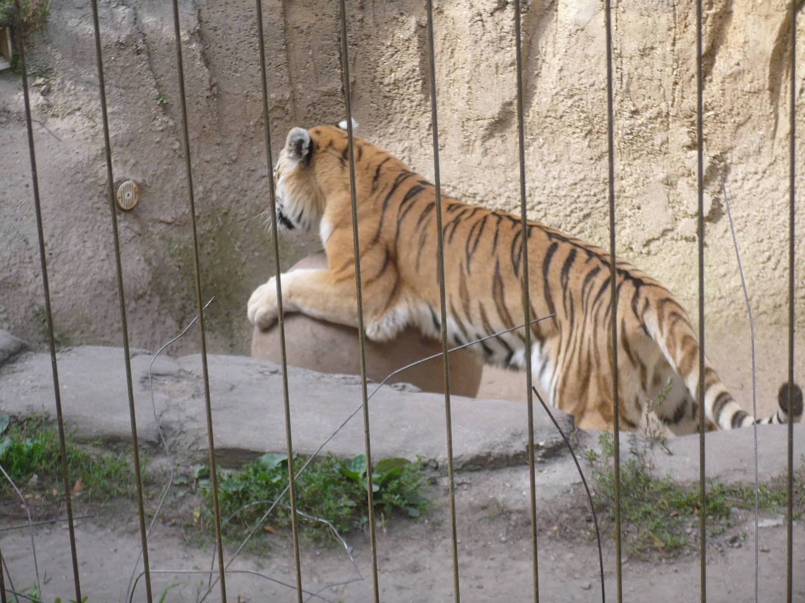 Tiger Playing