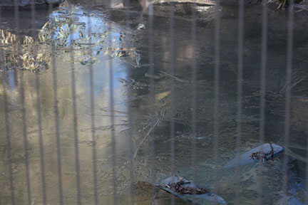 tiger pond frozen over