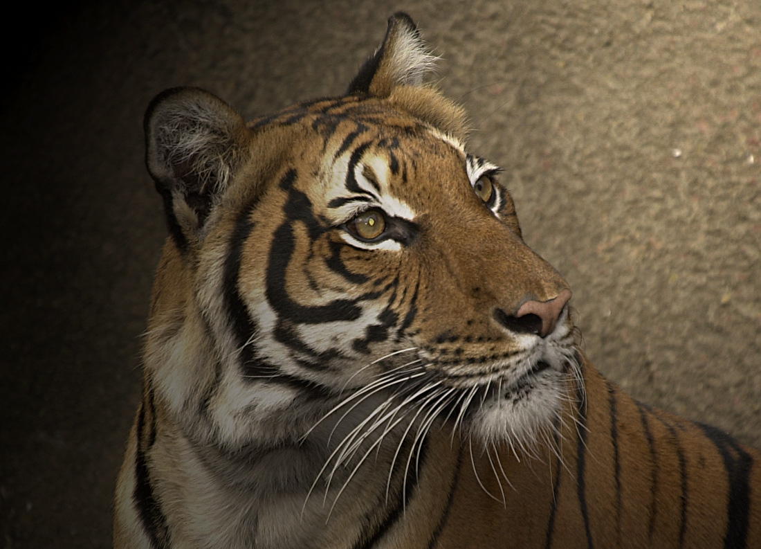 Tiger Portrait