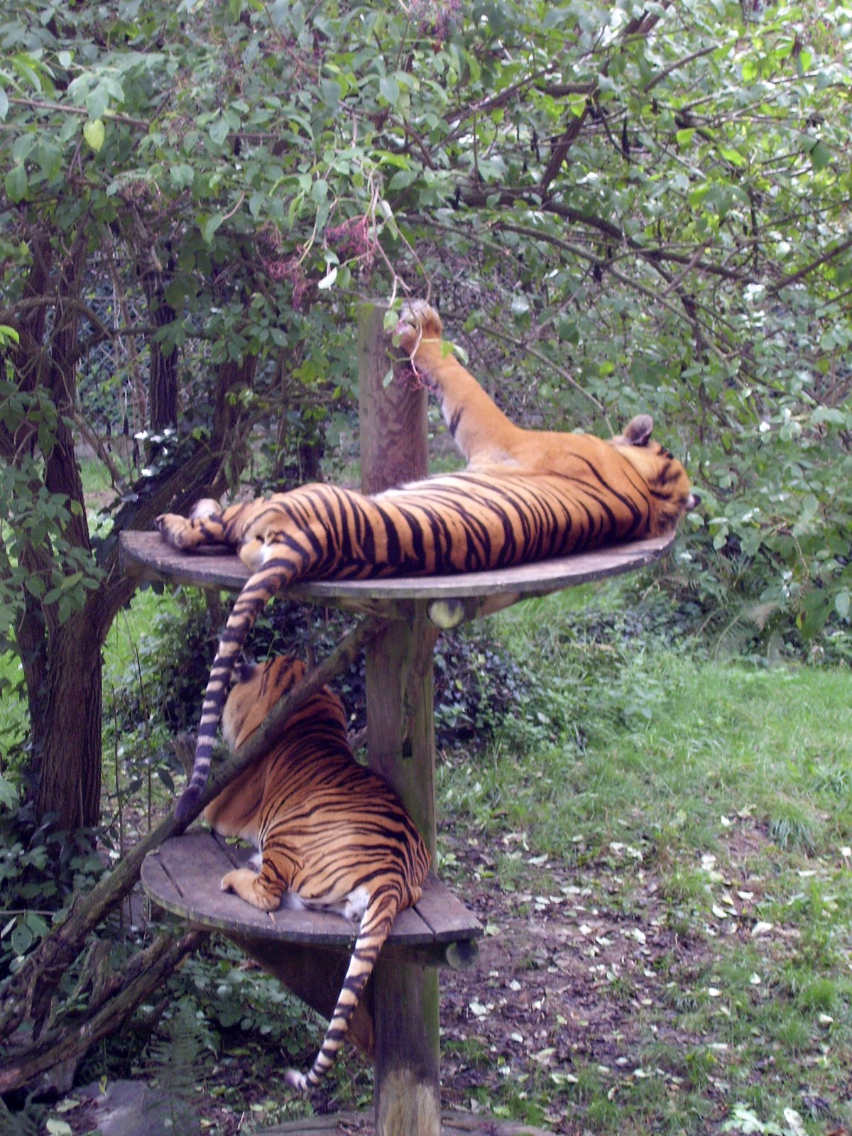 Tiger Post