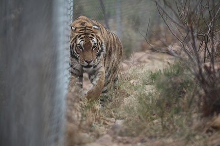tiger prowling fenceline