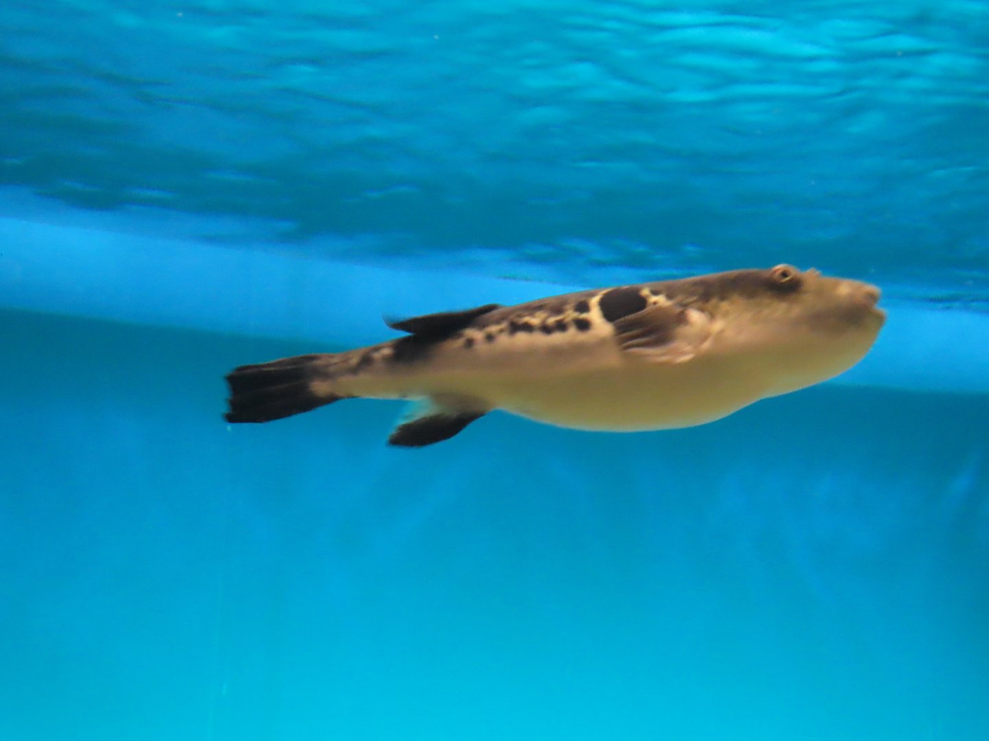 Tiger puffer (Takifugu rubripes)
