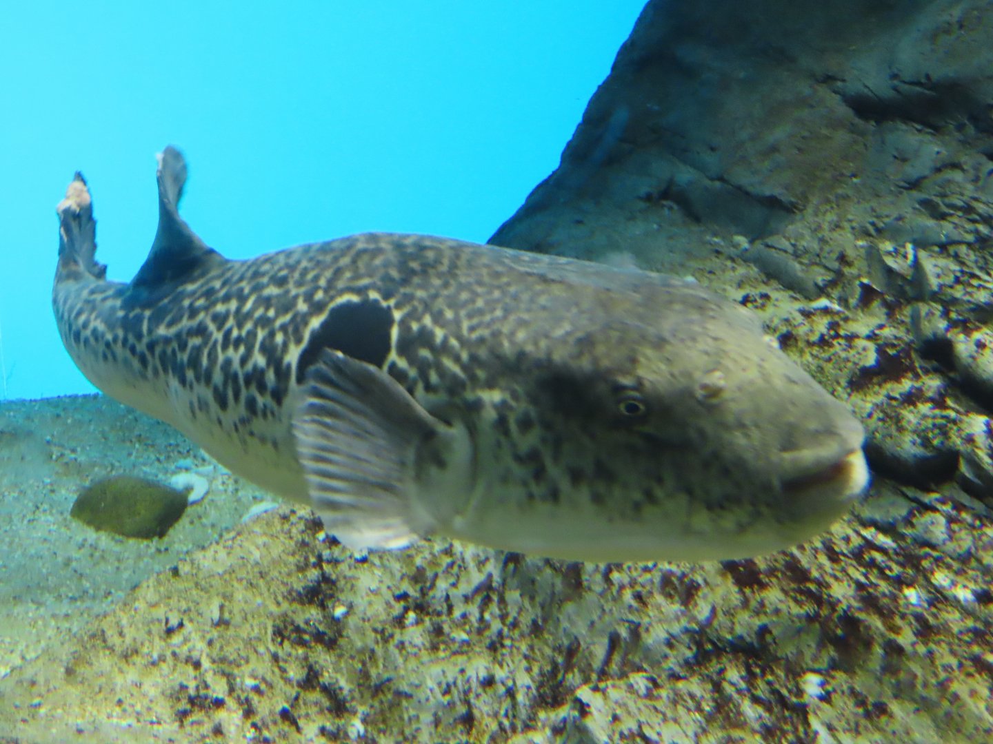 Tiger puffer (Takifugu rubripes)