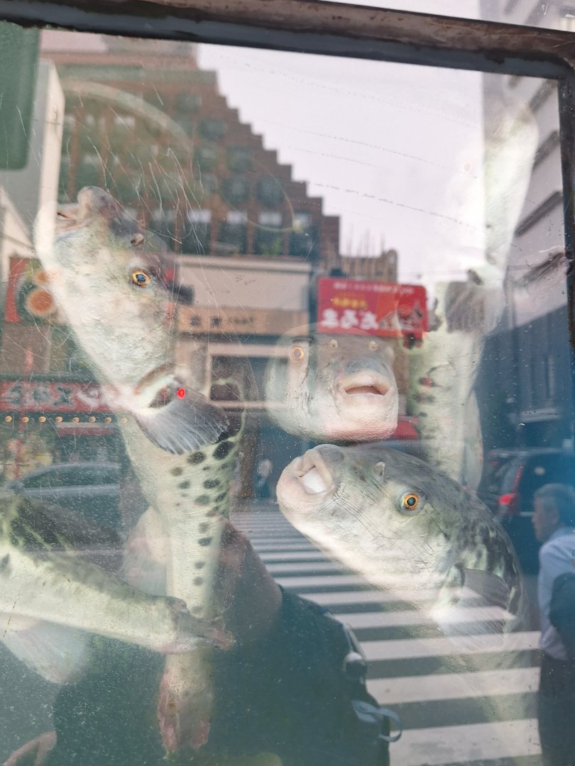 Tiger Puffer (Takifugu rubripes)