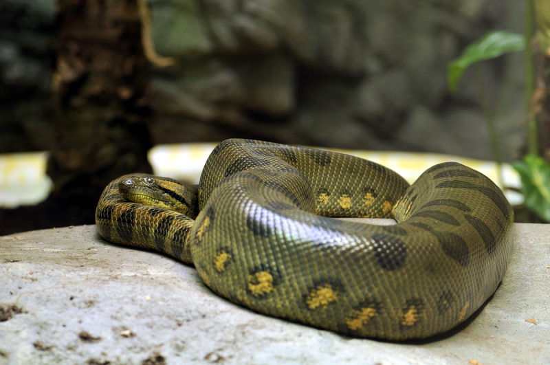 Tiger python and anaconda at the Troparium Hagenbeck