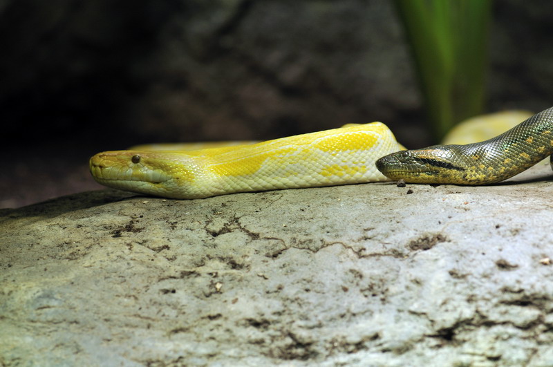 Tiger python and anaconda at the Troparium Hagenbeck