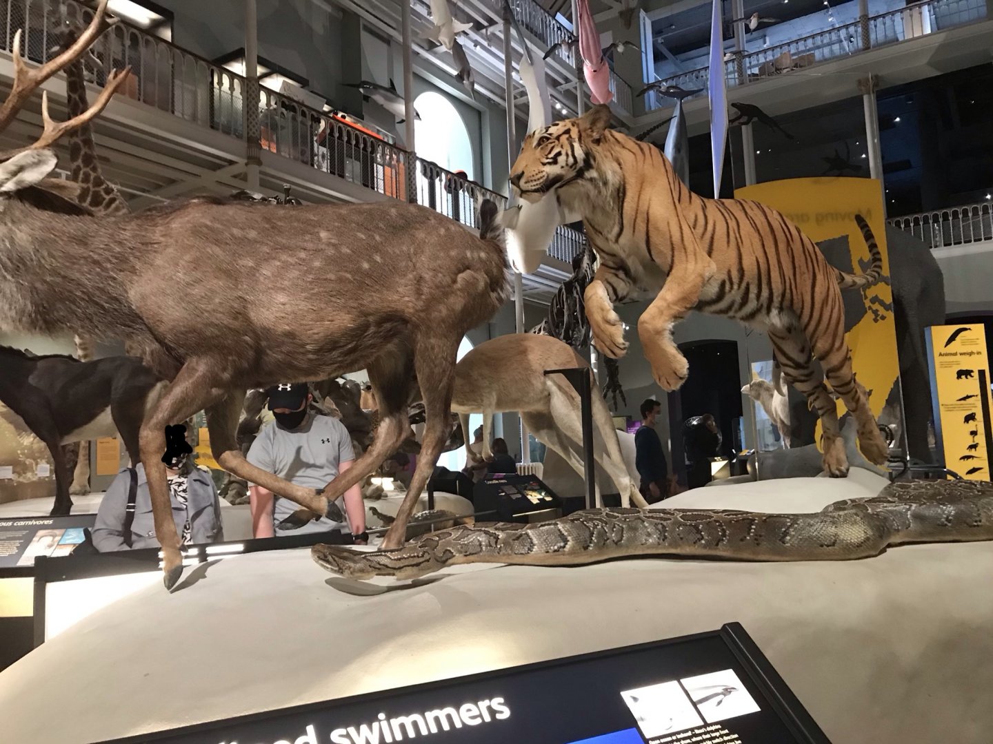 Tiger, python & deer @National museum of Scotland