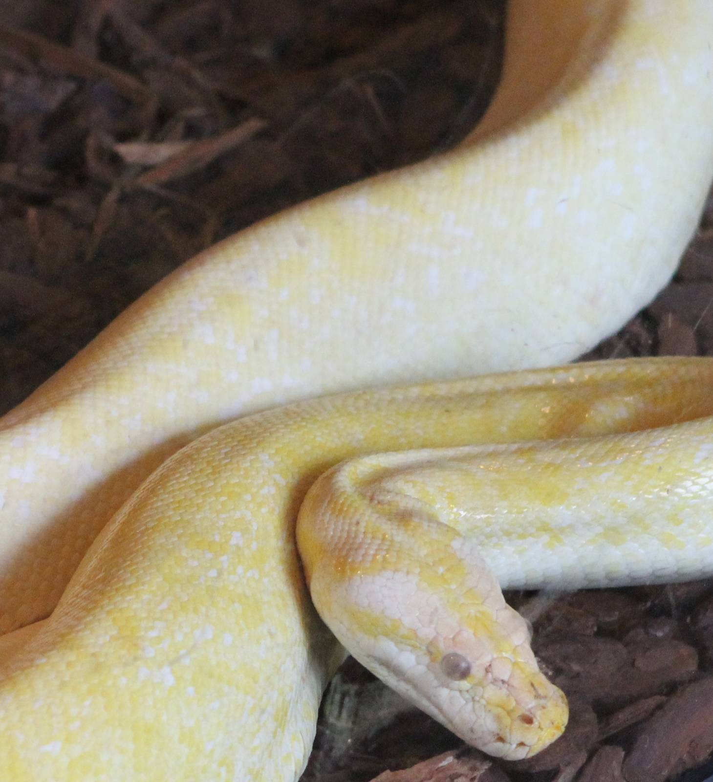 Tiger python ( mutation )