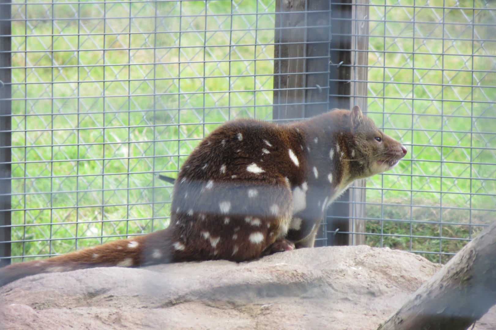 Tiger quoll 100819