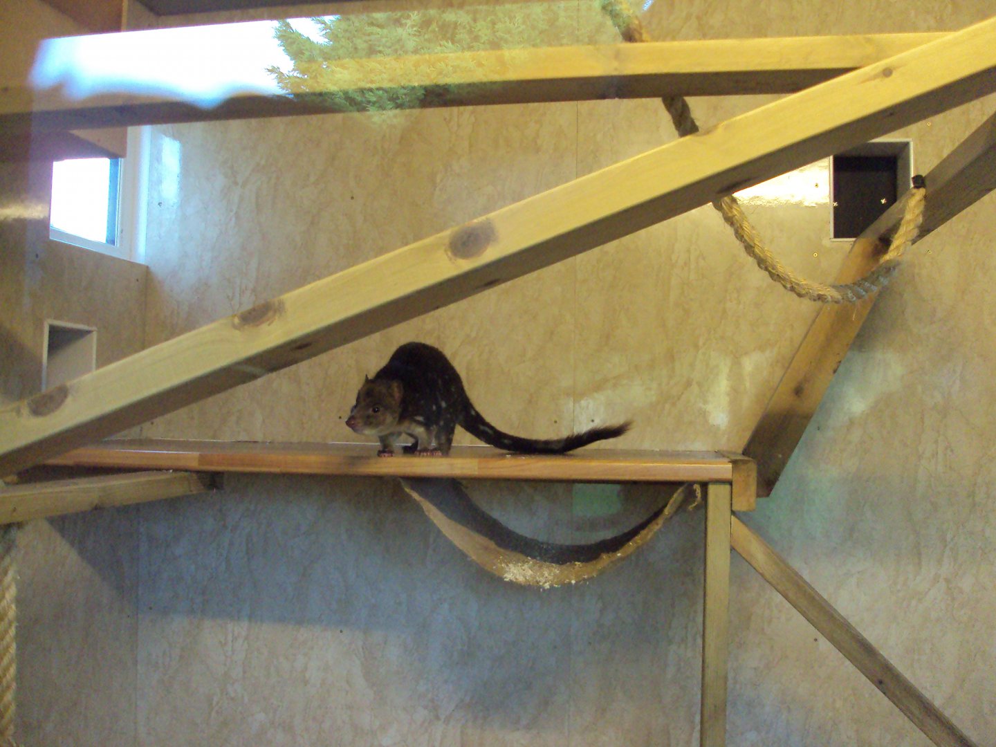 Tiger Quoll 22/12/2019