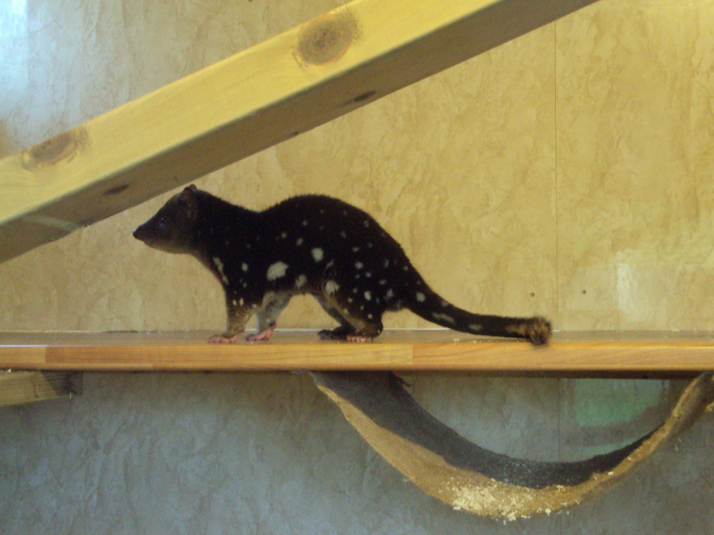 Tiger Quoll 22/12/2019