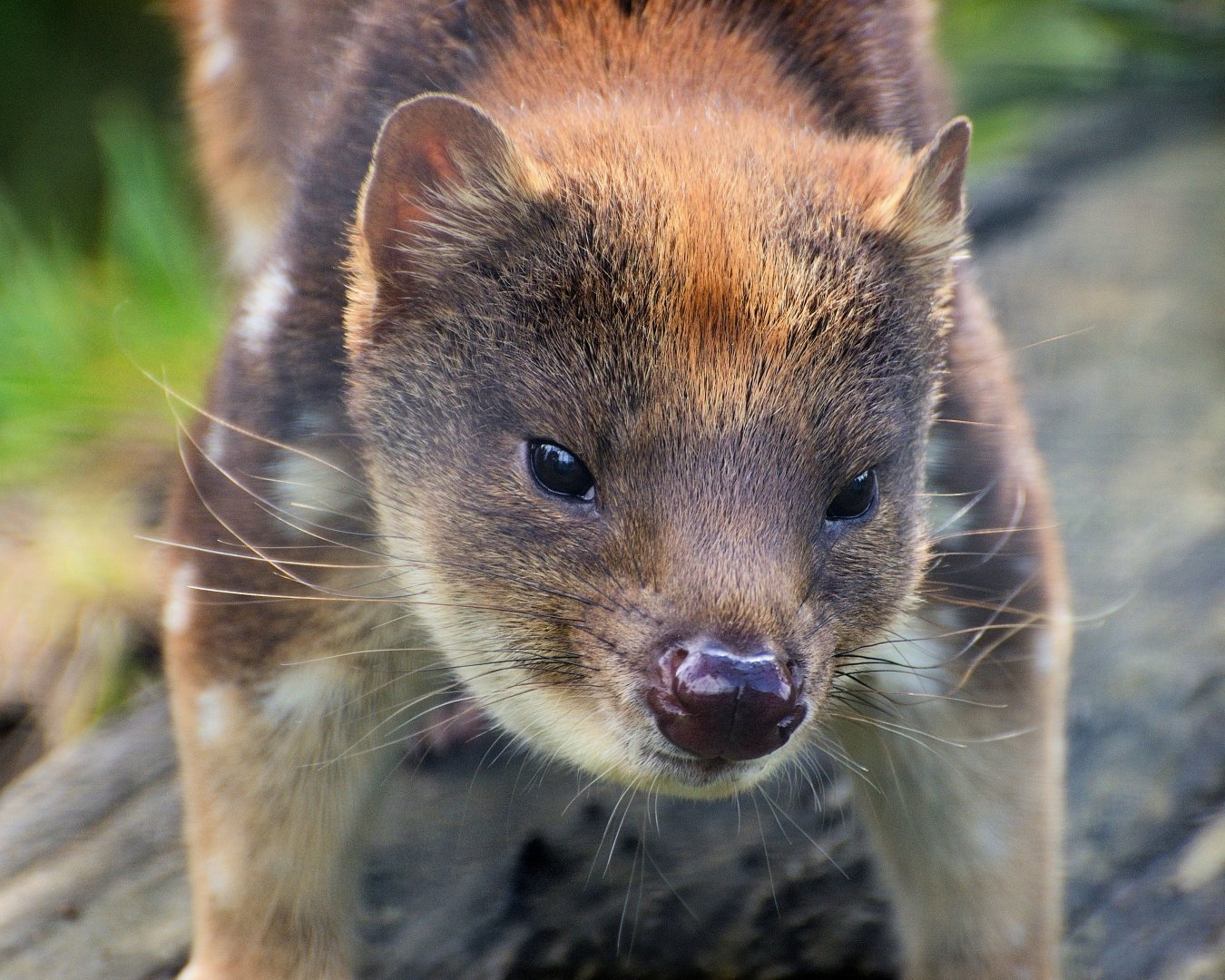 Tiger Quoll 30/08/2020