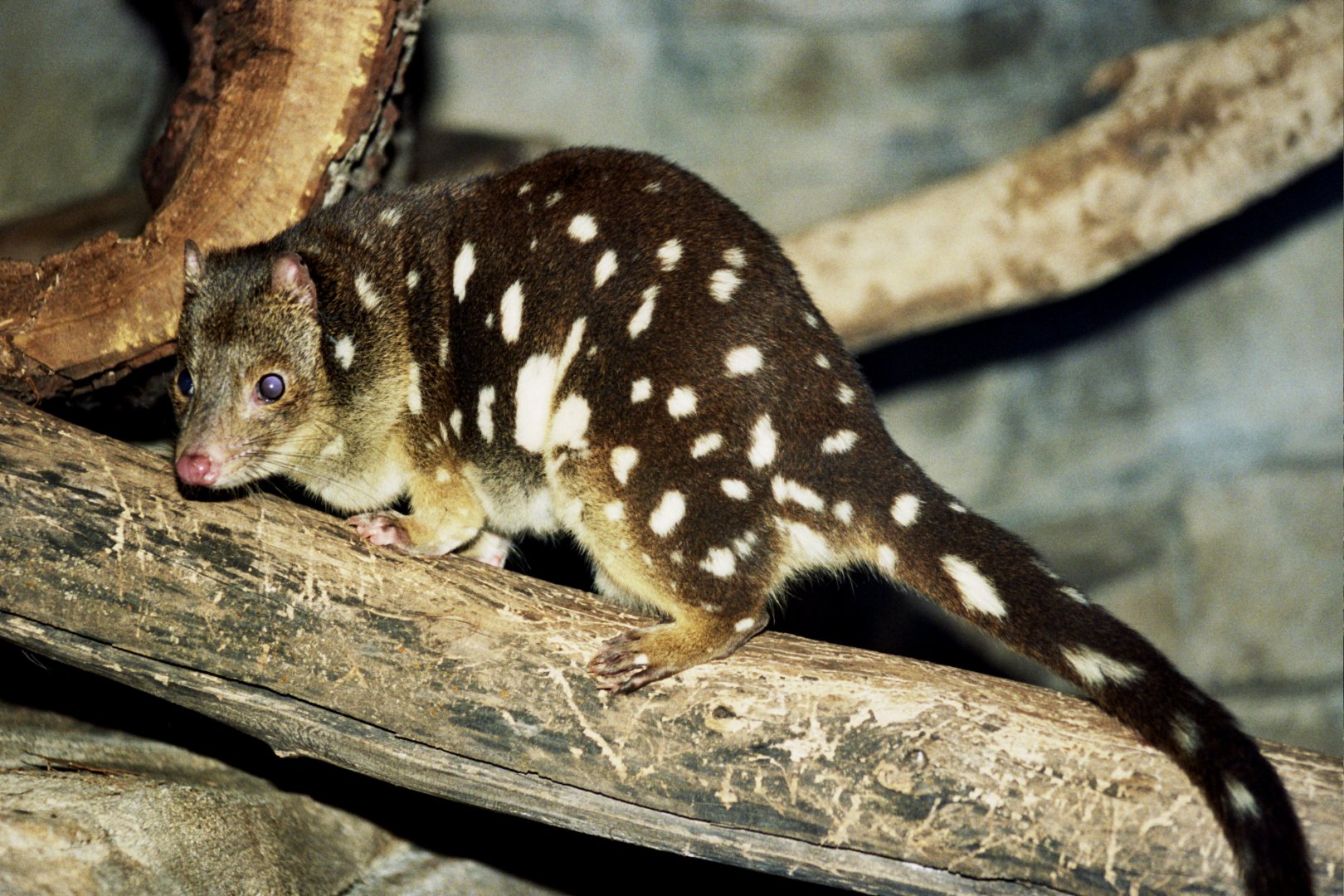 tiger quoll (Dasyurus maculatus) scanned from 2006