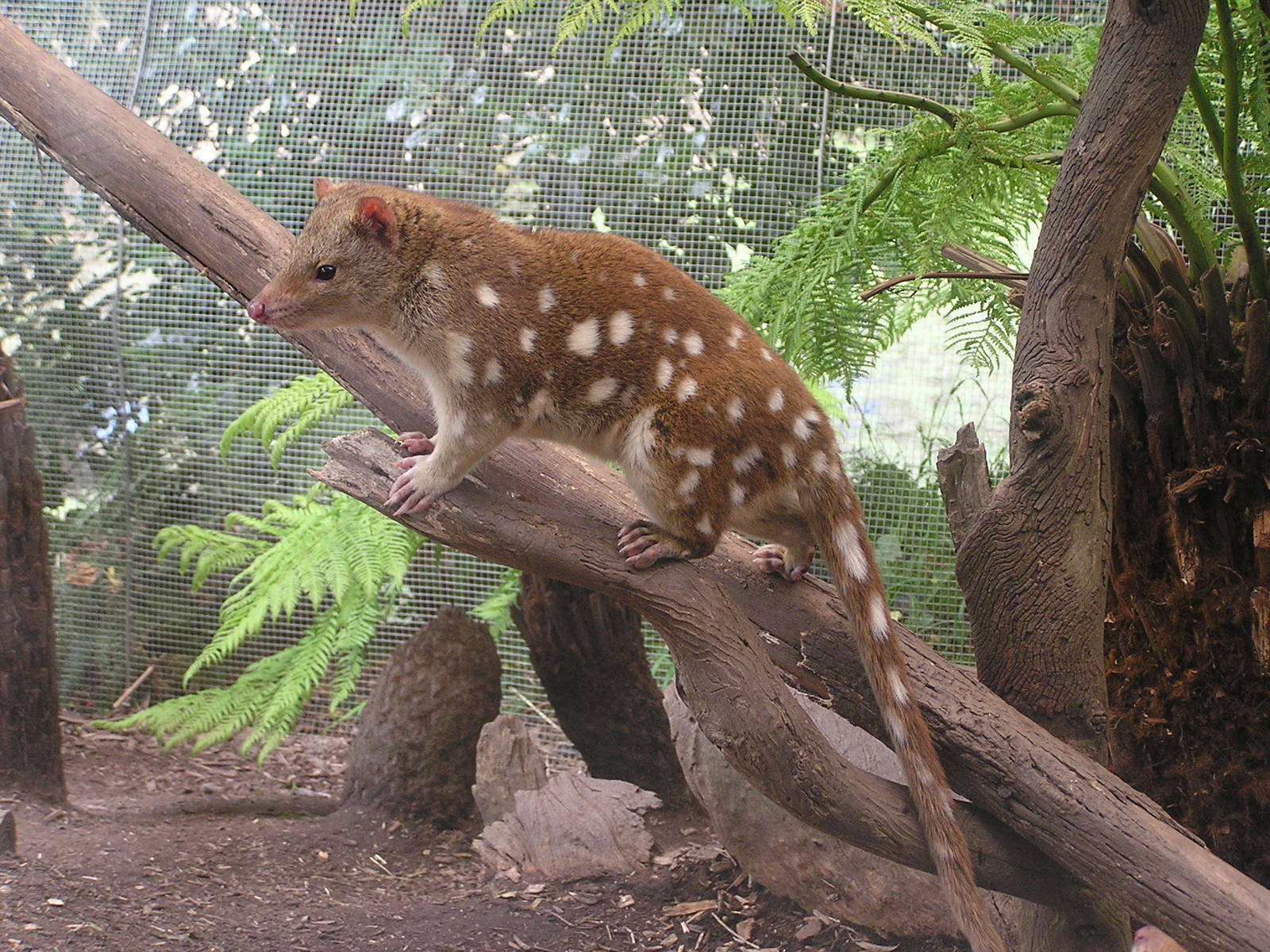 Tiger quoll / Dasyurus maculatus