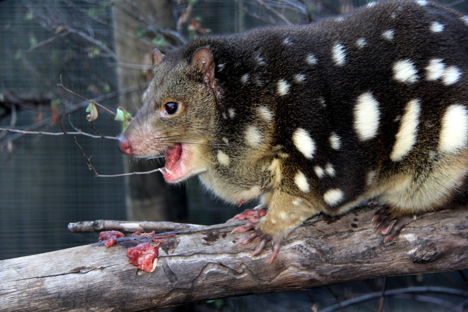 tiger quoll (Dasyurus maculatus)
