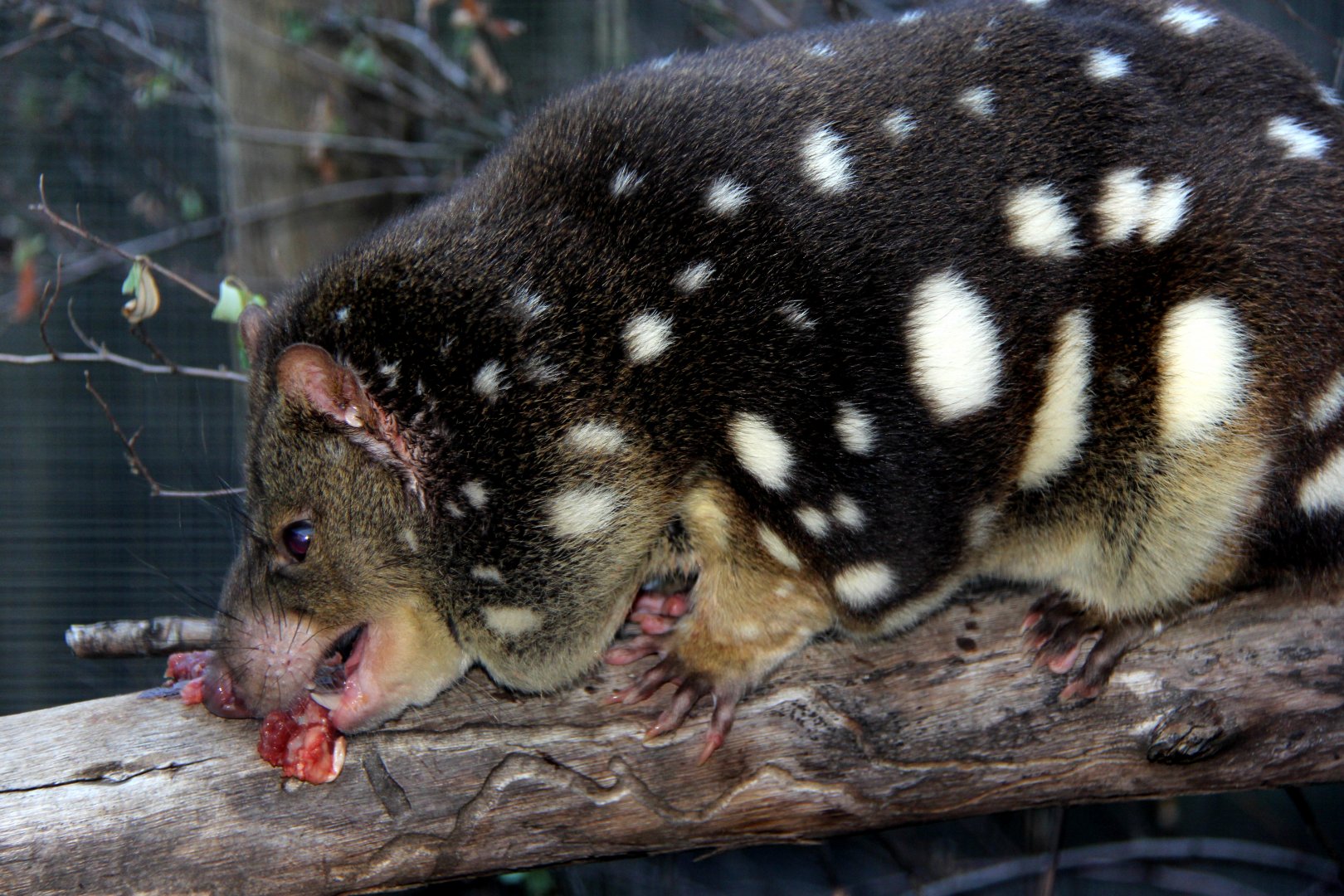 tiger quoll (Dasyurus maculatus)