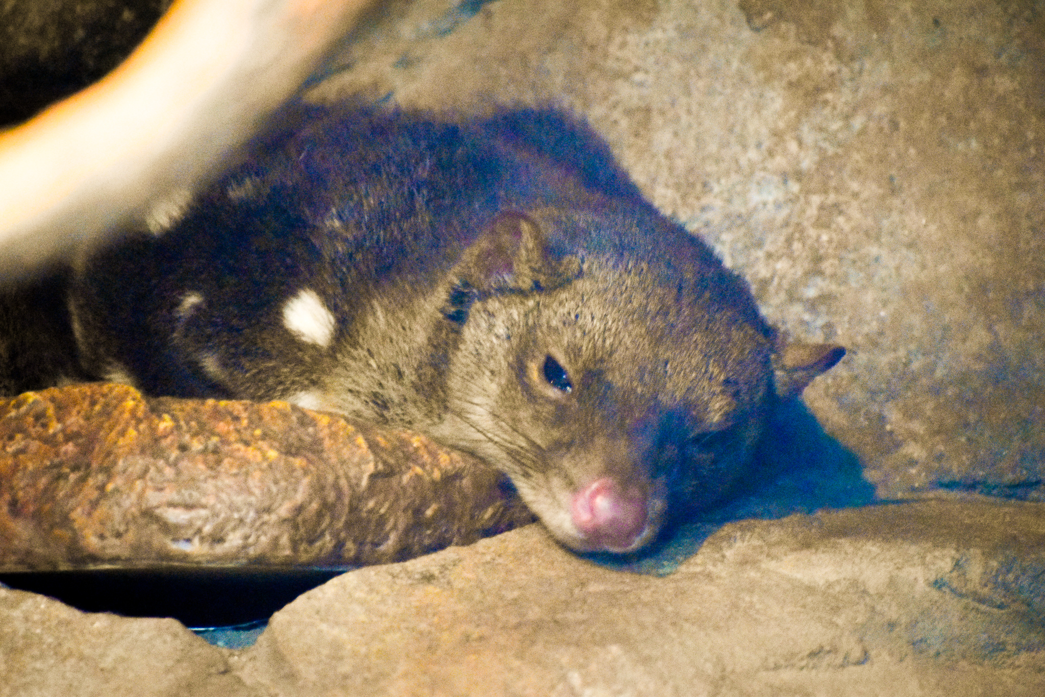 Tiger Quoll (Dasyurus maculatus)