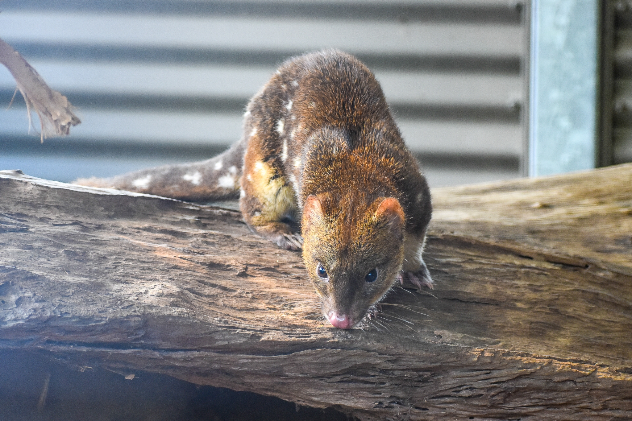 Tiger Quoll (Dasyurus maculatus)